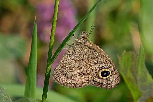 Ypthima baldus the Common Five-ring butterfly