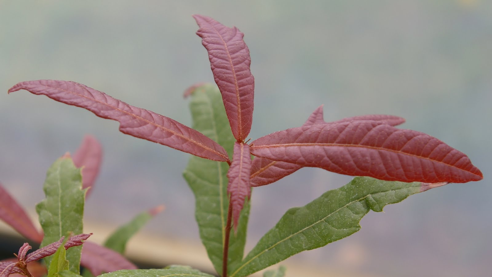 John Grimshaws Garden Diary: Mexican oaks in the Cotswolds