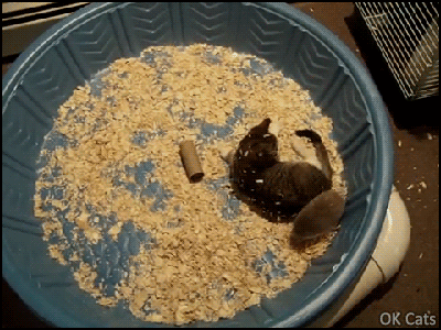 Funny Kitten GIF • Best friends. When a crazy pygmy hedgehog plays hard with a cute kitty [ok-cats.com]