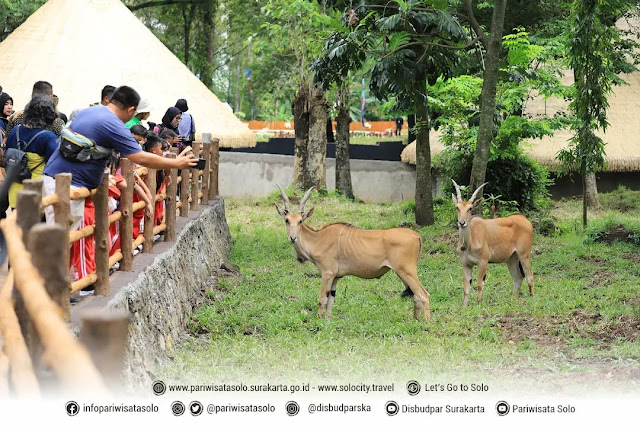 Solo Safari Zoo Surakarta Harga Tiket Masuk