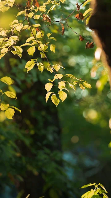 Forest Close Up, HD Wallpapers, Images,  Backgrounds, Photos and Pictures