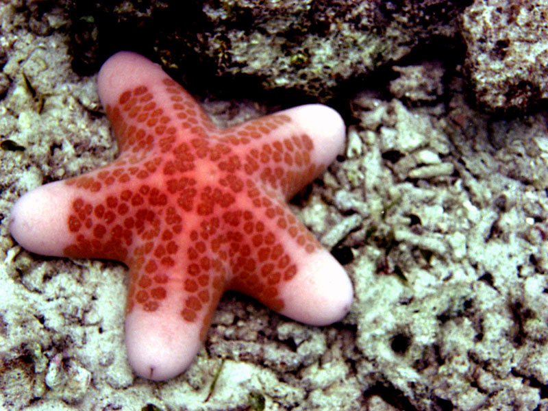  Bintang  Laut  Malioboro