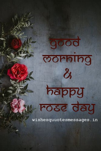 rose day good morning images
