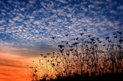 Queen Anne's Lace