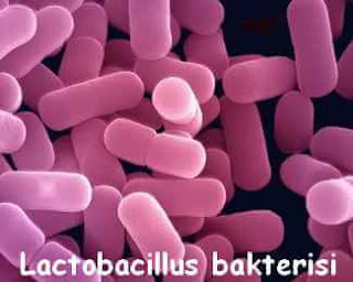 lactobacillus bakterisi