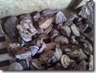 Fomes_Fomentarius1