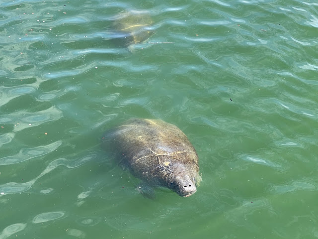 manatees