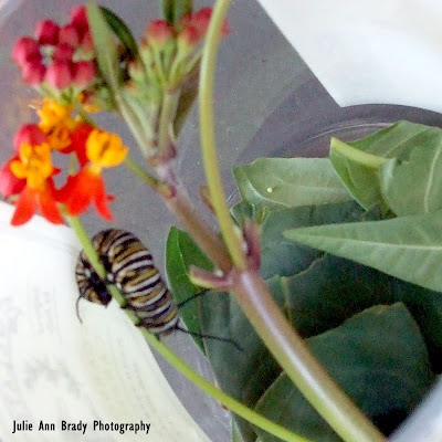 Monarch Butterfly Caterpillar and Egg on Tropical Milkweed