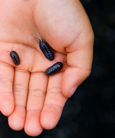 Three Pill Bugs