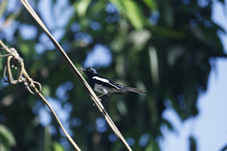 great tit parus major