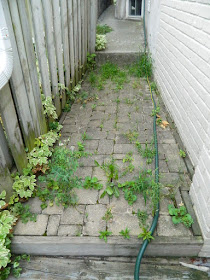 Toronto Garden Cleanup Before in Leslieville by Paul Jung Gardening Services--a Toronto Gardening Company