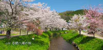 忍野八海の桜が予想以上によかった！（大満足!!）
