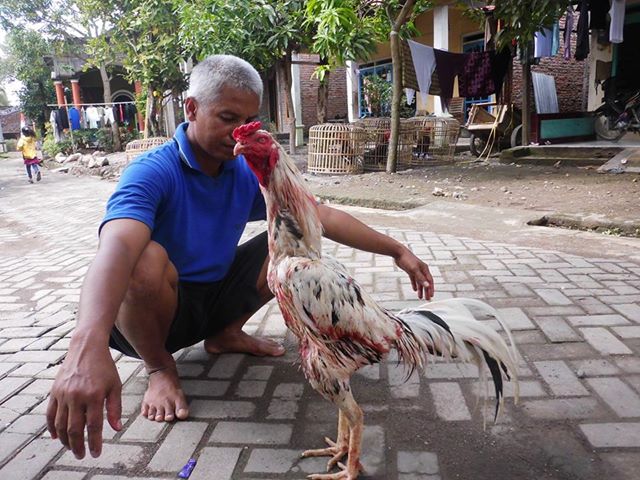 perusahaan pakan ternak terbesar di indonesia