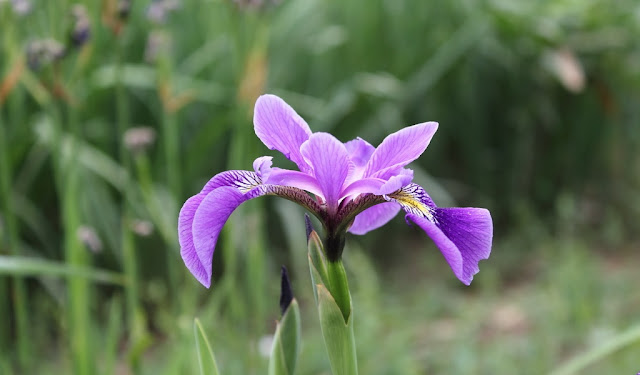 Iris Flowers Pictures