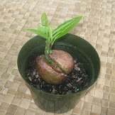 How To Grow A Fruit Bearing Avocado Tree : How to Grow Avocados Indoors and Out | Grow avocado ... / Feb 26, 2020 · the average tree yields 60 lbs.