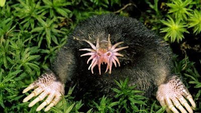 Tikus Mondok Hidung Bintang / Condylura cristata