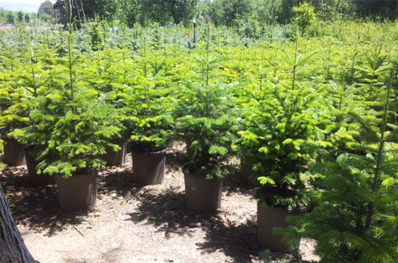 Abies,Göknar ( Köknar Ağacı )