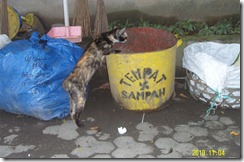 Bali cat