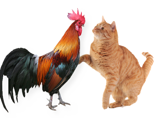 Sifat ayam  yang pemberani Rahasia Melatih ayam  bangkok