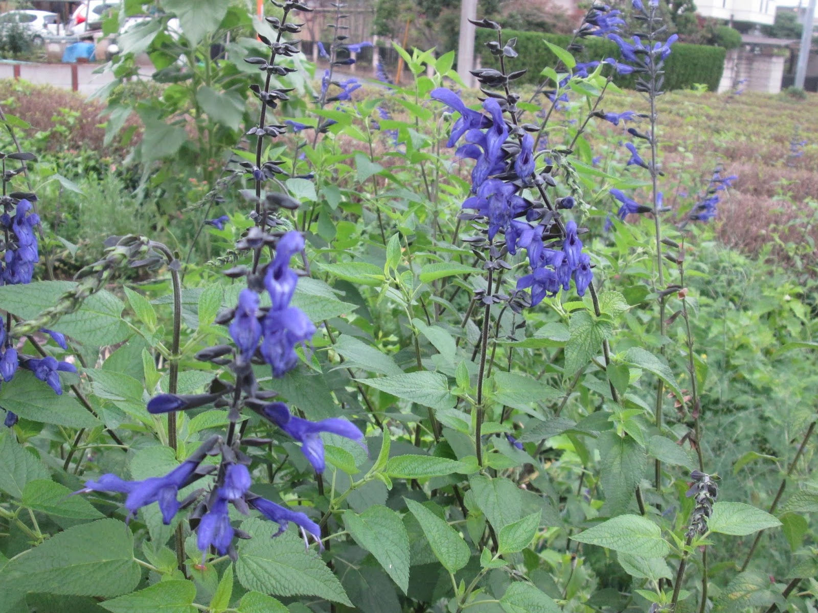 ６月の植物図鑑