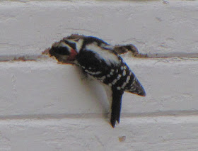 woodpecker on side of building