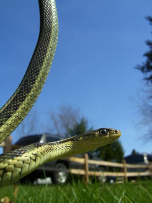 Garter Snakes Pictures