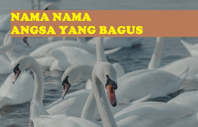 95 Nama Angsa Yang Bagus dan Lucu Lengkap Sama Artinya