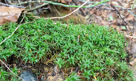 Atrichum undulatum, Common Smoothcap.  Hayes Common.  28 February 2016.