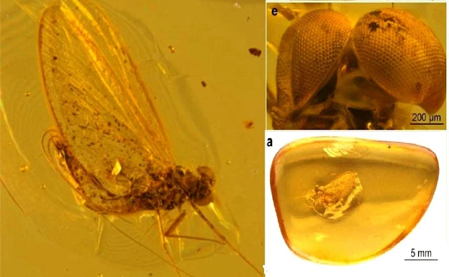 35-Million-Year-Old Amber Found To Contain An Unknown Group Of Insects