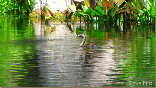 Silver Springs State Park_156