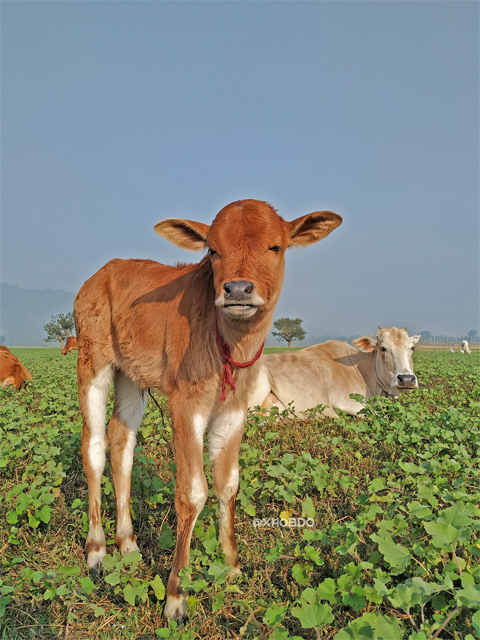 Mother Cow and Calf in field