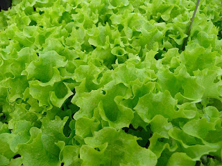 10 Health Benefits of Lettuce (Lactuca sativa)