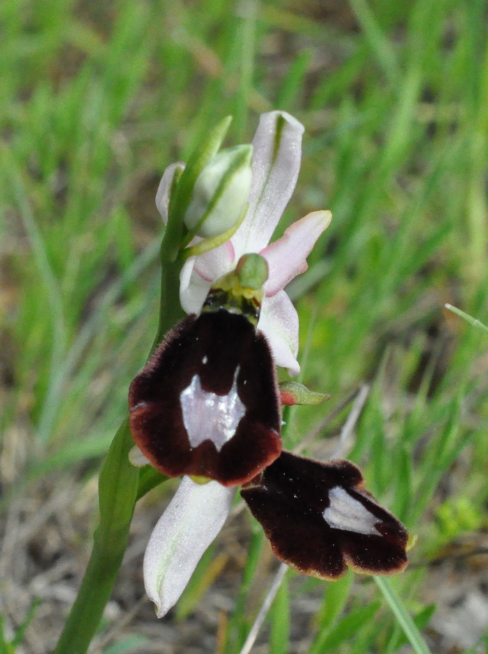 Ophrys aurélia