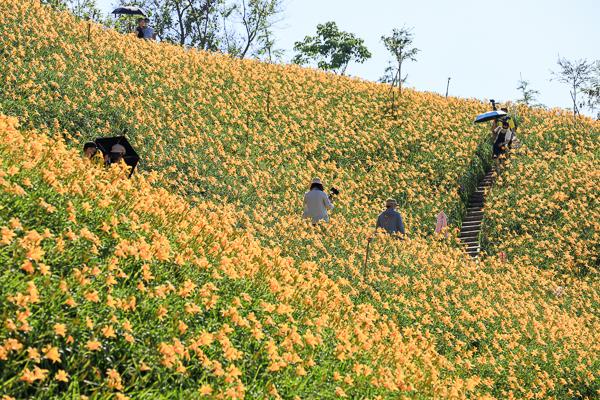 彰化花壇三級古蹟虎山巖(虎山岩)金針花海盛開，免費參觀拍美照