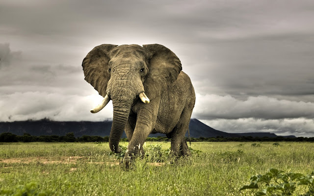 amazing-elephant-wallpaper