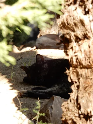 バレンシア大学(Universitat de València)の黒猫