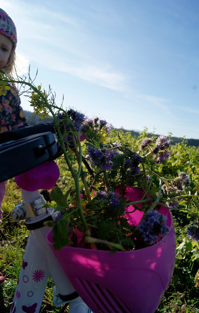 Büschelschön, Frühling, Gamander-Ehrenpreis, Gänseblümchen, Rapsblüten, rote Taubnesseln