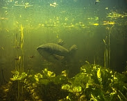 foto cover Waterplantenbeheer met graskarper (Foto voorzijde: W. Kolvoort)