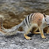 Numbat (Myrmecobius fasciatus)