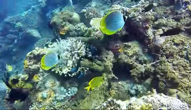 Bangsring Underwater, Banyuwangi.