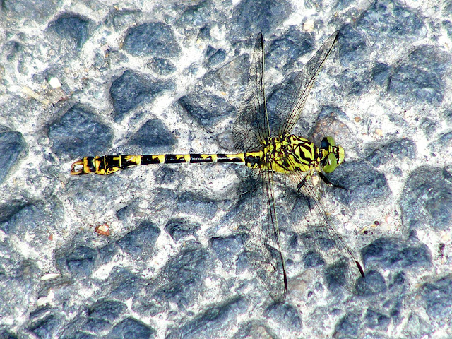 Male Small Pincertail Onychogomphus forcipatus. Indre et Loire. France. Photo by Loire Valley Time Travel.