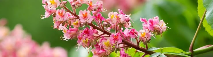 http://www.treesandplants.co.uk/categories/Ornamental-Trees/