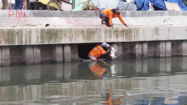 Demi Seekor Kucing, Petugas Kebersihan Ini Rela Masuk Ke 