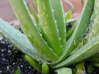 How To Propagate Aloe Vera