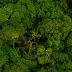 Desmatamento na Mata Atlântica cai 42%; Bahia é o 4º estado com maior queda