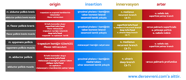 m. abductor pollicis brevis m. flexor pollicis brevis m. opponens pollicis m. adductor pollicis