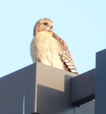 redshouldered hawk