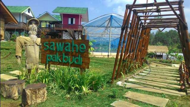 Wisata Sawahe Pak Budi- Pasuruan Jawa Timur