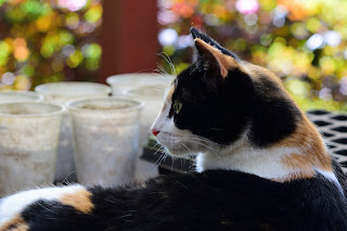 Calico cat in Puriscal, Costa Rica