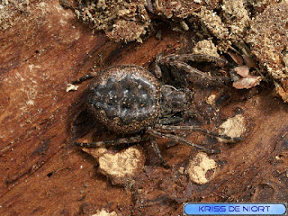 Araignée de France - Araignées françaises non identifié